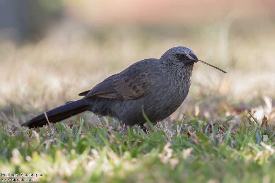 Apostlebirdadult, Reproduction-nesting