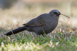 Apostlebird