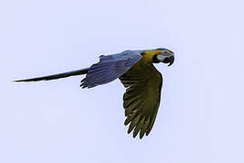 Blue-and-yellow Macaw