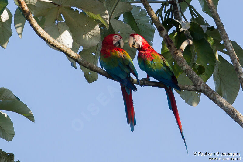 Red-and-green Macaw