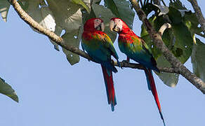 Red-and-green Macaw