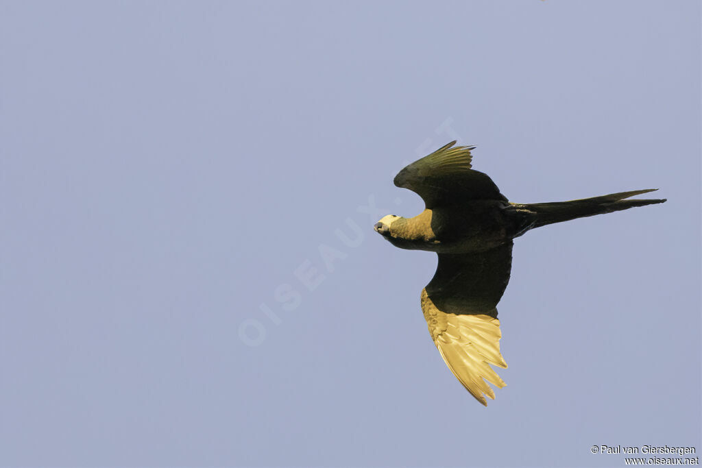 Red-bellied Macawadult