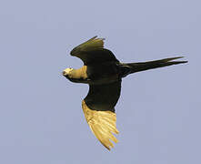 Red-bellied Macaw