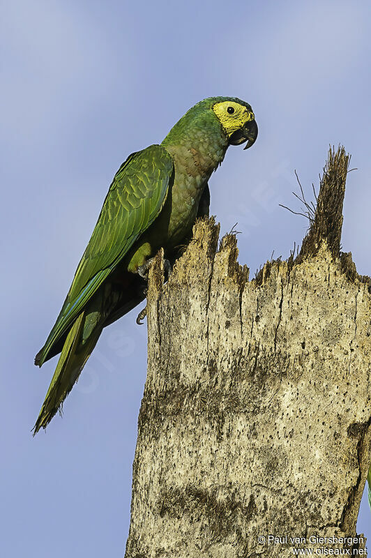 Red-bellied Macawadult