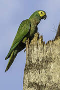 Red-bellied Macaw