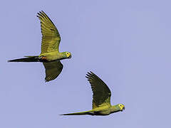 Red-bellied Macaw