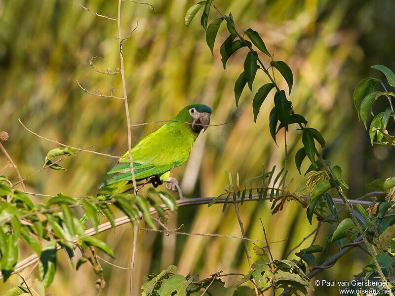 Red-shouldered Macawadult