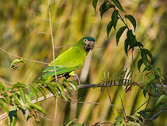 Red-shouldered Macaw