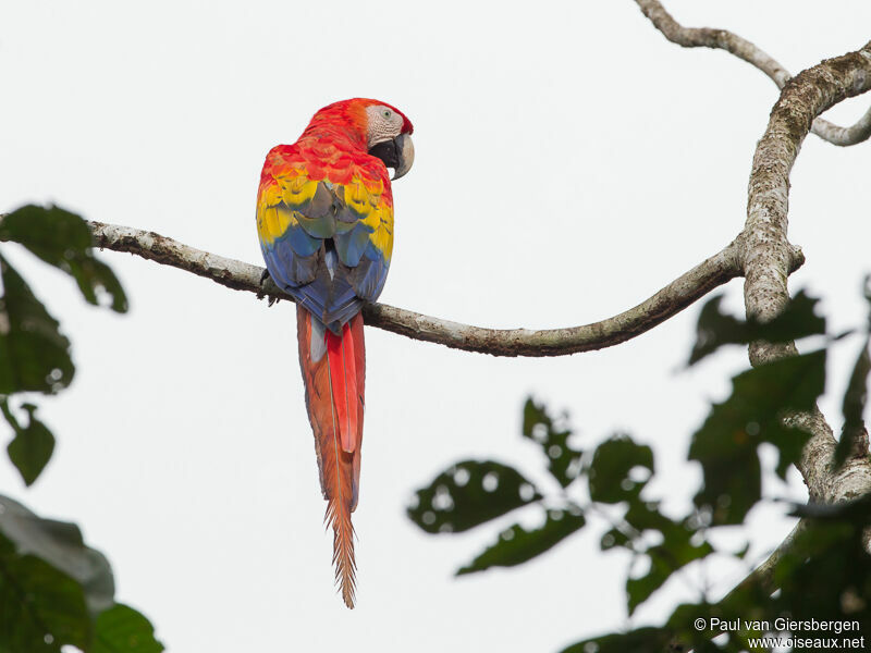 Scarlet Macawadult