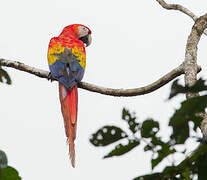 Scarlet Macaw