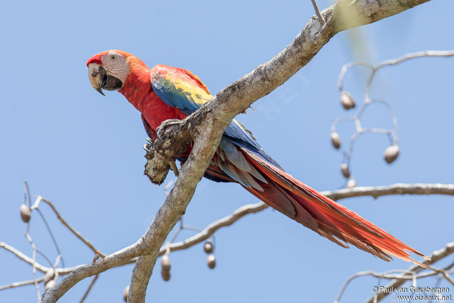 Scarlet Macawadult