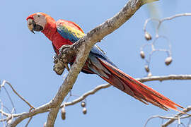 Scarlet Macaw