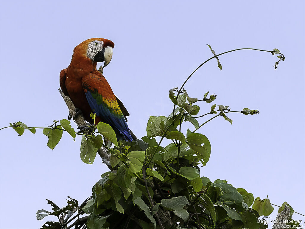 Ara rougeadulte