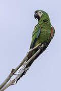 Chestnut-fronted Macaw