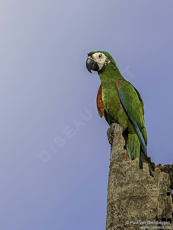 Chestnut-fronted Macawadult