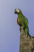 Chestnut-fronted Macaw