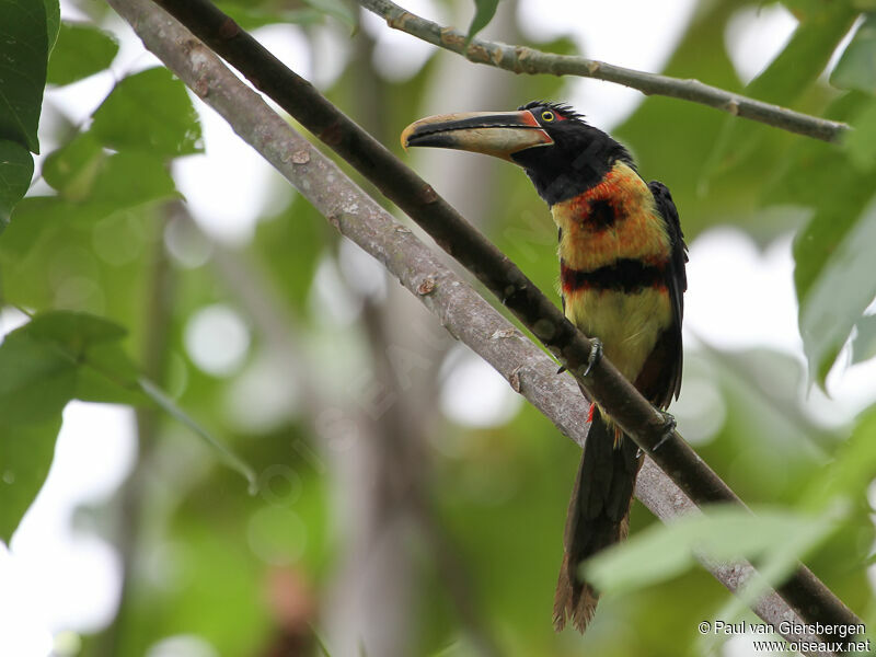 Pale-mandibled Aracari