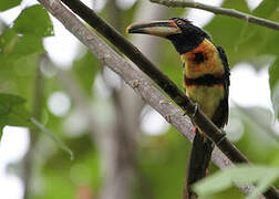 Pale-mandibled Aracari