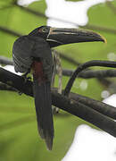 Stripe-billed Aracari