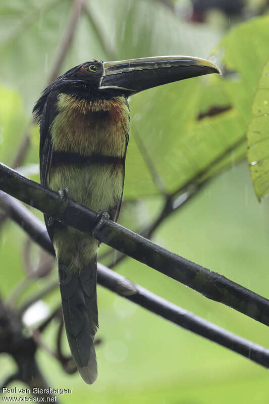 Stripe-billed Aracariadult, pigmentation