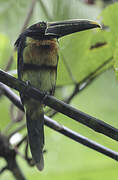 Stripe-billed Aracari