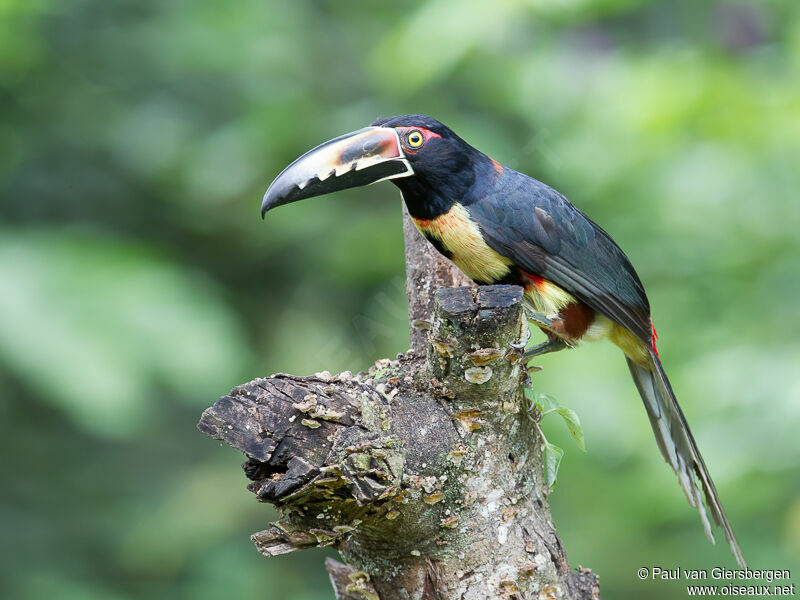 Collared Aracari
