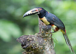 Collared Aracari