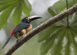 Collared Aracari