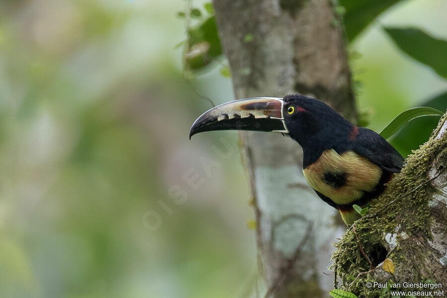 Collared Aracariadult