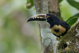 Collared Aracari