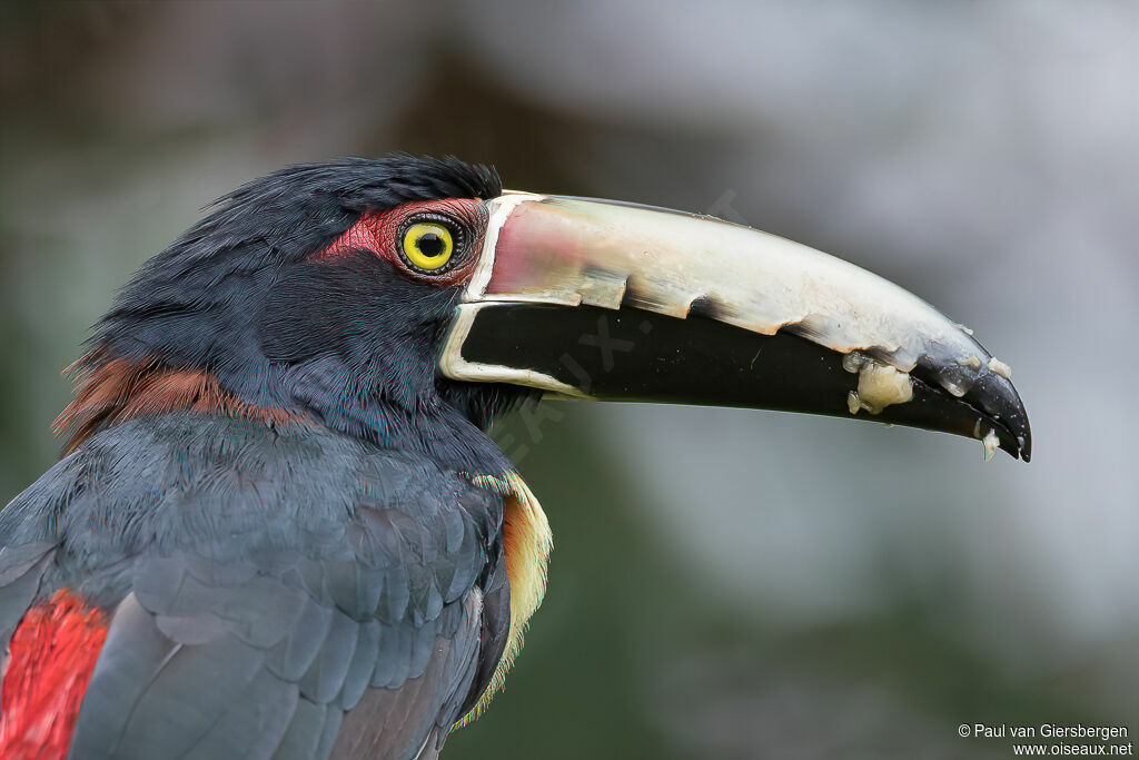 Collared Aracariadult