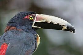 Collared Aracari