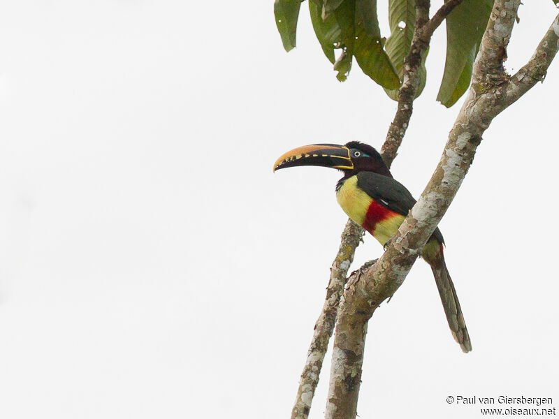 Chestnut-eared Aracari