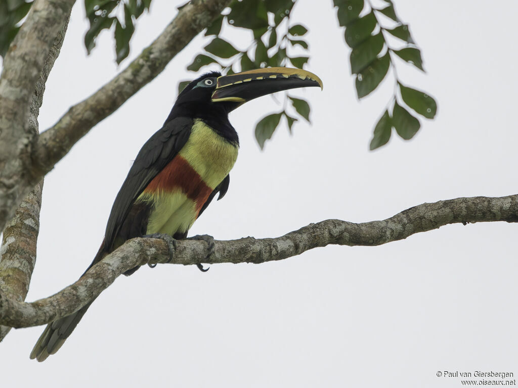 Chestnut-eared Aracariadult