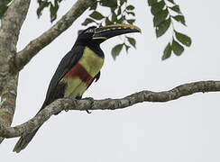 Chestnut-eared Aracari