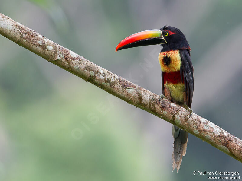 Fiery-billed Aracari