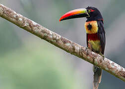 Fiery-billed Aracari