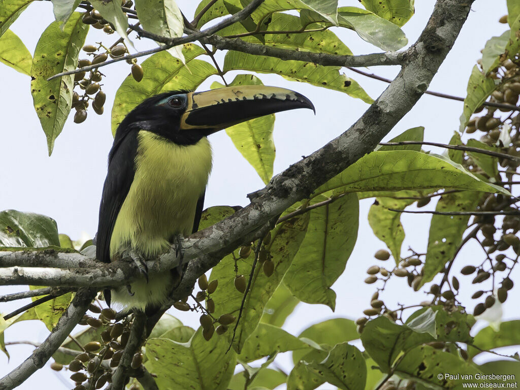 Lettered Aracariadult