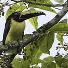 Araçari de Humboldt