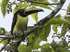 Lettered Aracari