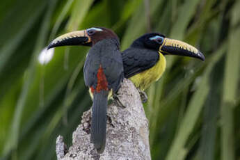 Araçari de Humboldt