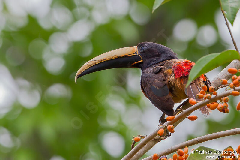 Black-necked Aracari