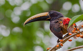 Black-necked Aracari