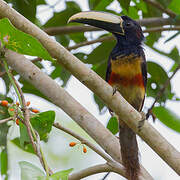 Black-necked Aracari