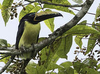 Araçari marqué
