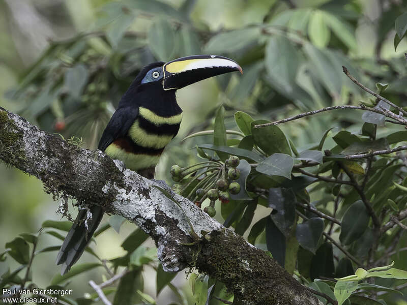 Many-banded Aracari female adult, habitat, pigmentation