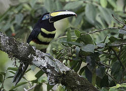 Many-banded Aracari