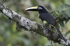 Many-banded Aracari