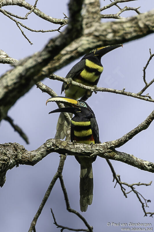 Araçari multibandeadulte