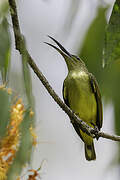 Thick-billed Spiderhunter